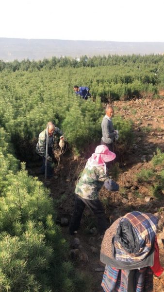西安綠濤苗木銷售案例