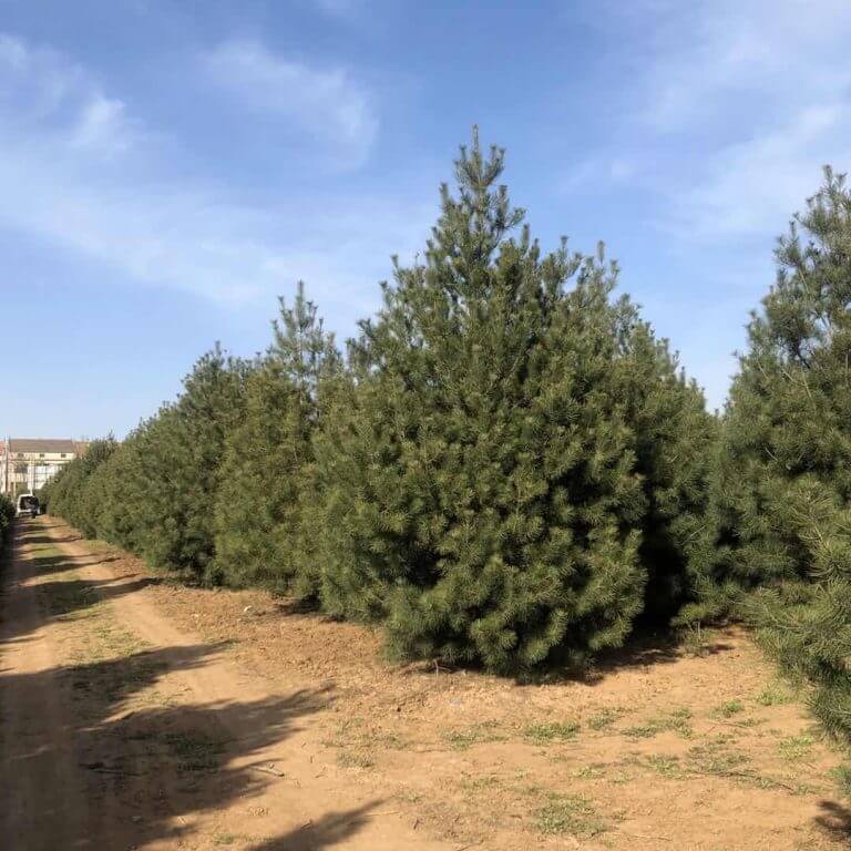 西安綠濤苗木銷售案例