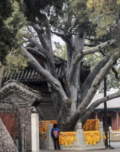 我國都有哪些有名的白皮松古樹？